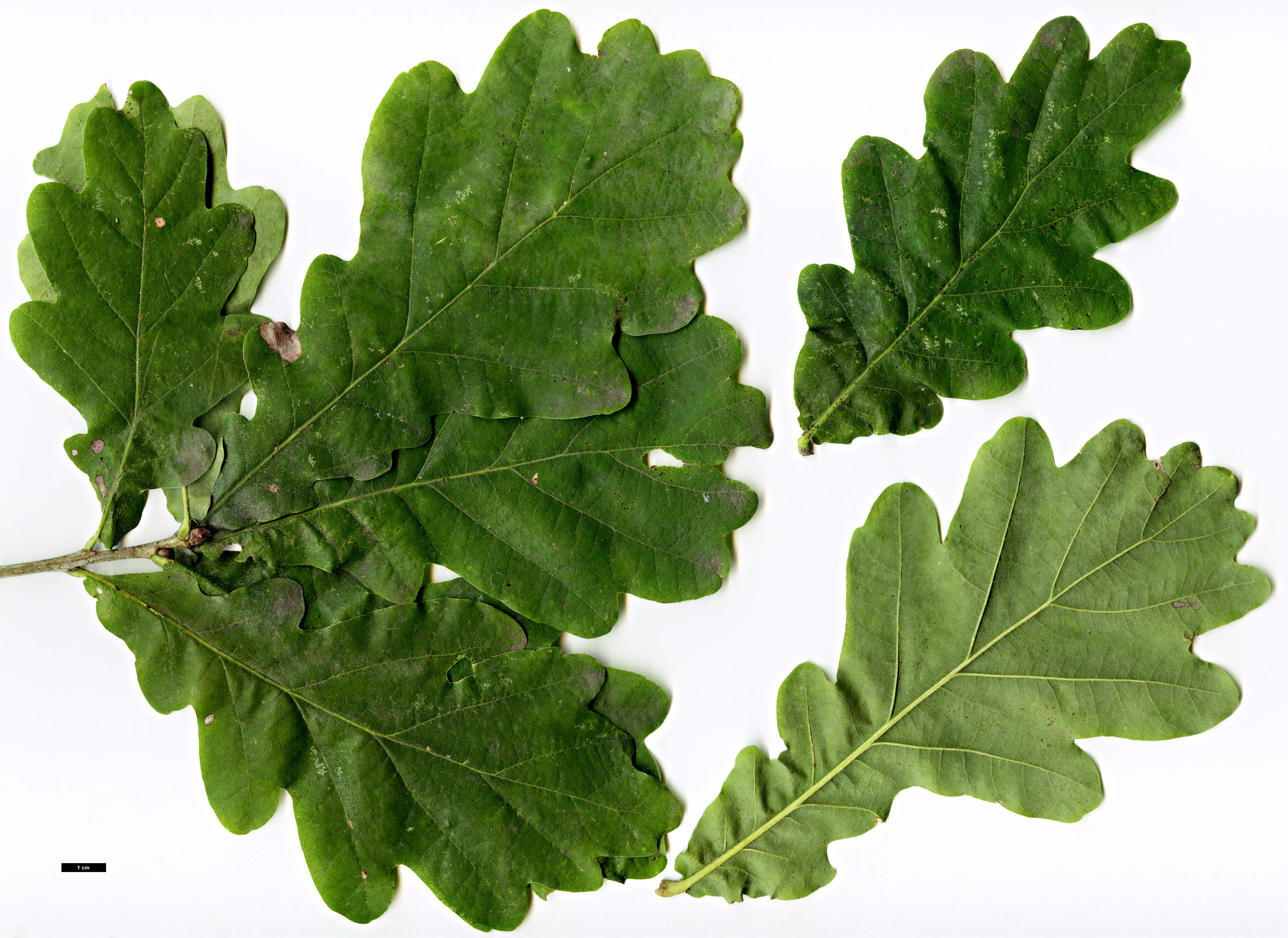 High resolution image: Family: Fagaceae - Genus: Quercus - Taxon: robur - SpeciesSub: subsp. brutia 
